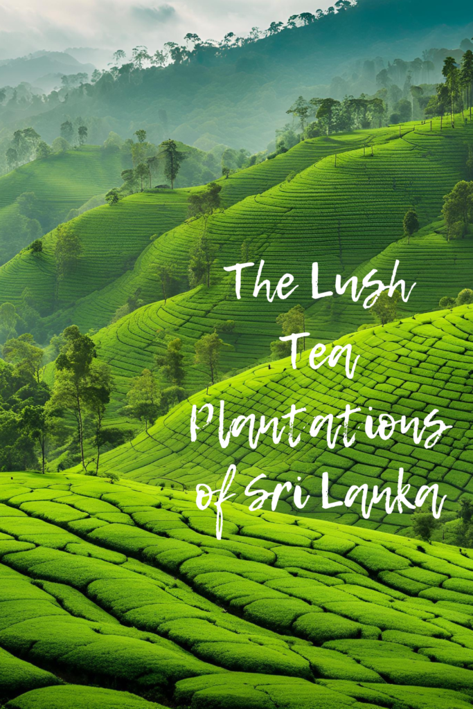 The Lush Tea Plantations Of Sri Lanka